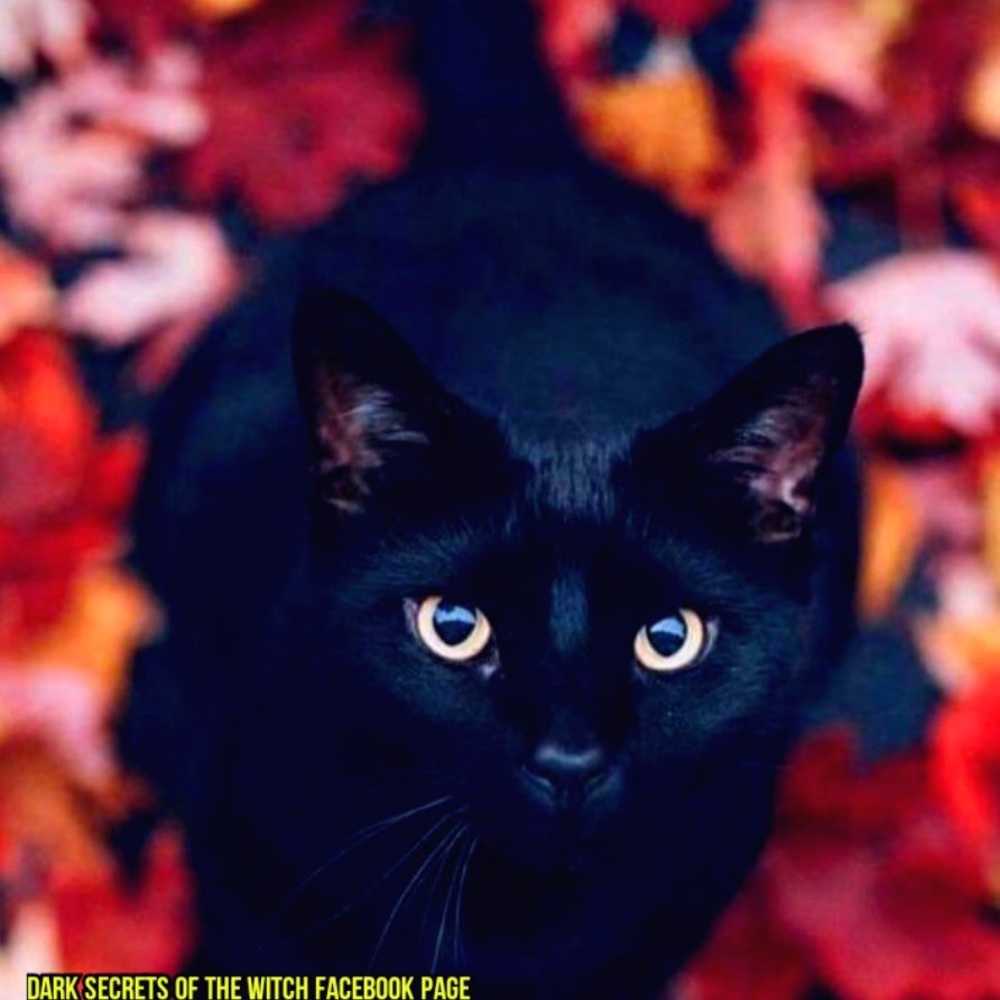 Meet your Posher, Stef